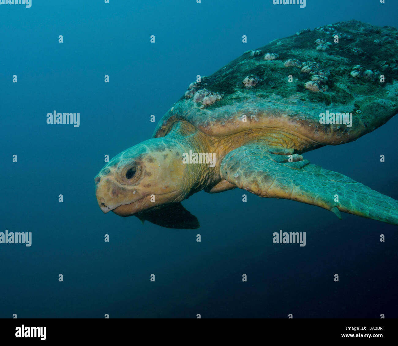 A loggerhead sea turtle off the coast of North Carolina. Stock Photo
