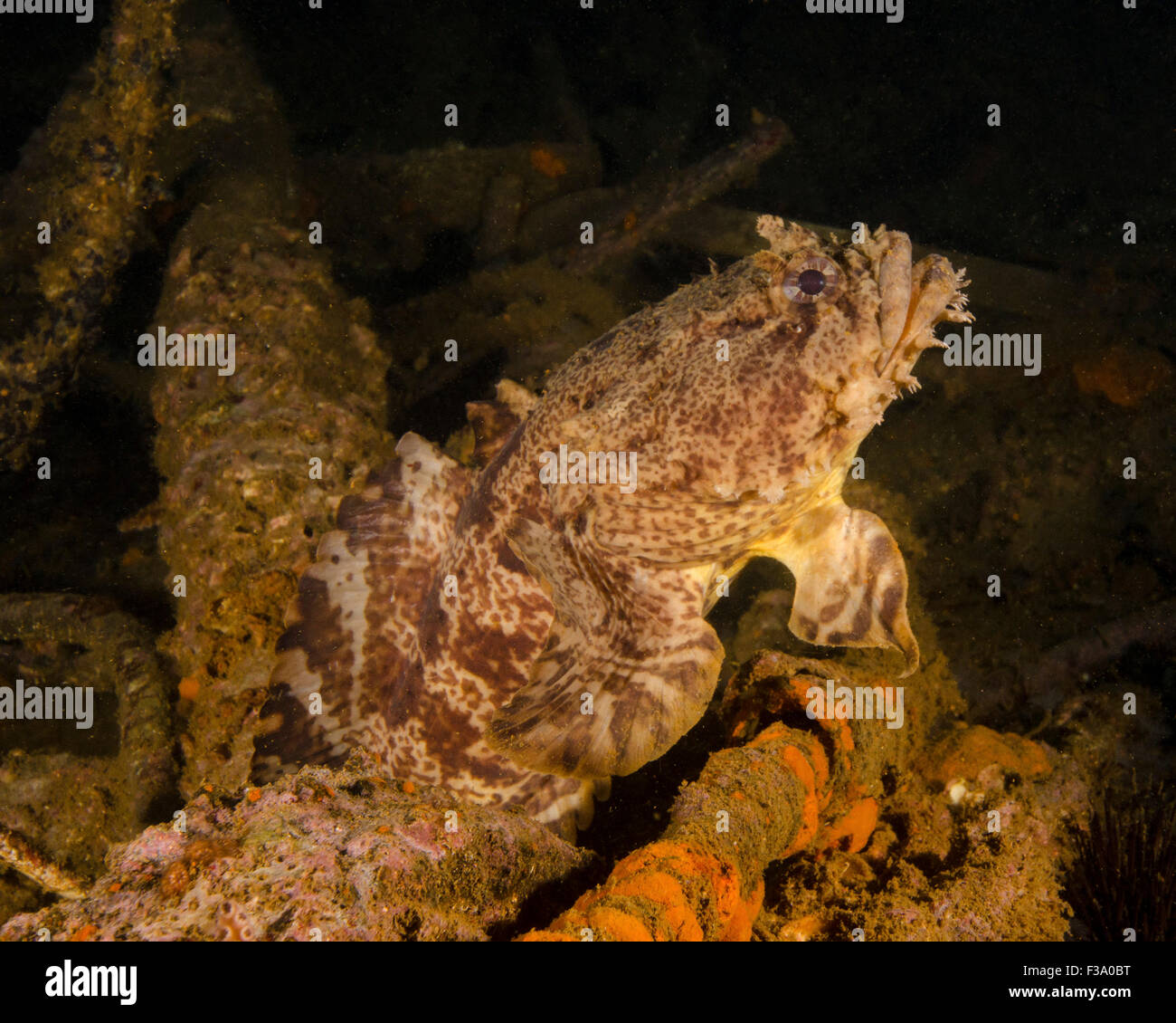 An oyster toadfish (Opsanus tau) sitting inside the USS Indra shipwreck off the coast of North Carolina. Stock Photo
