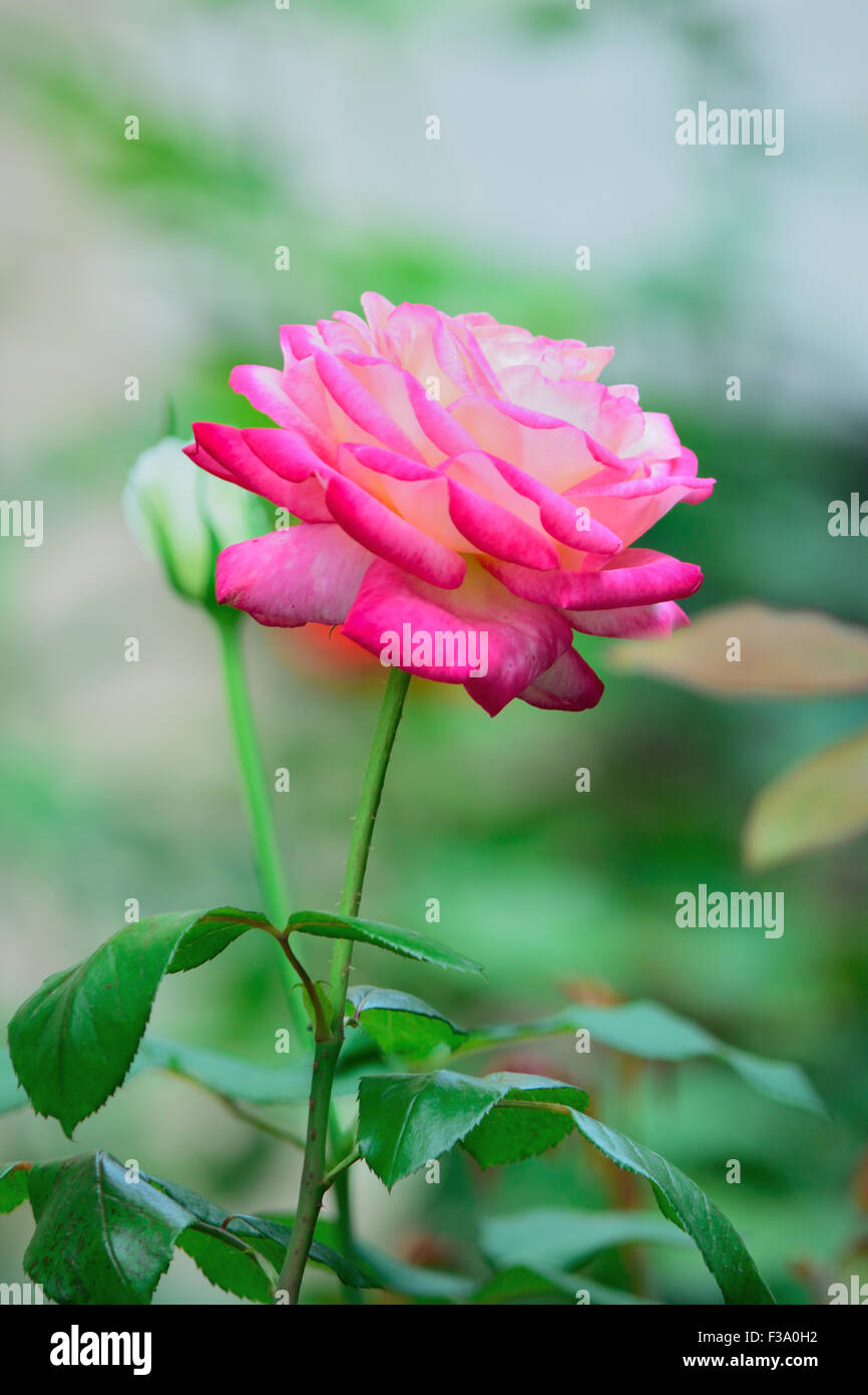 Pink white rose flower hi-res stock photography and images - Alamy