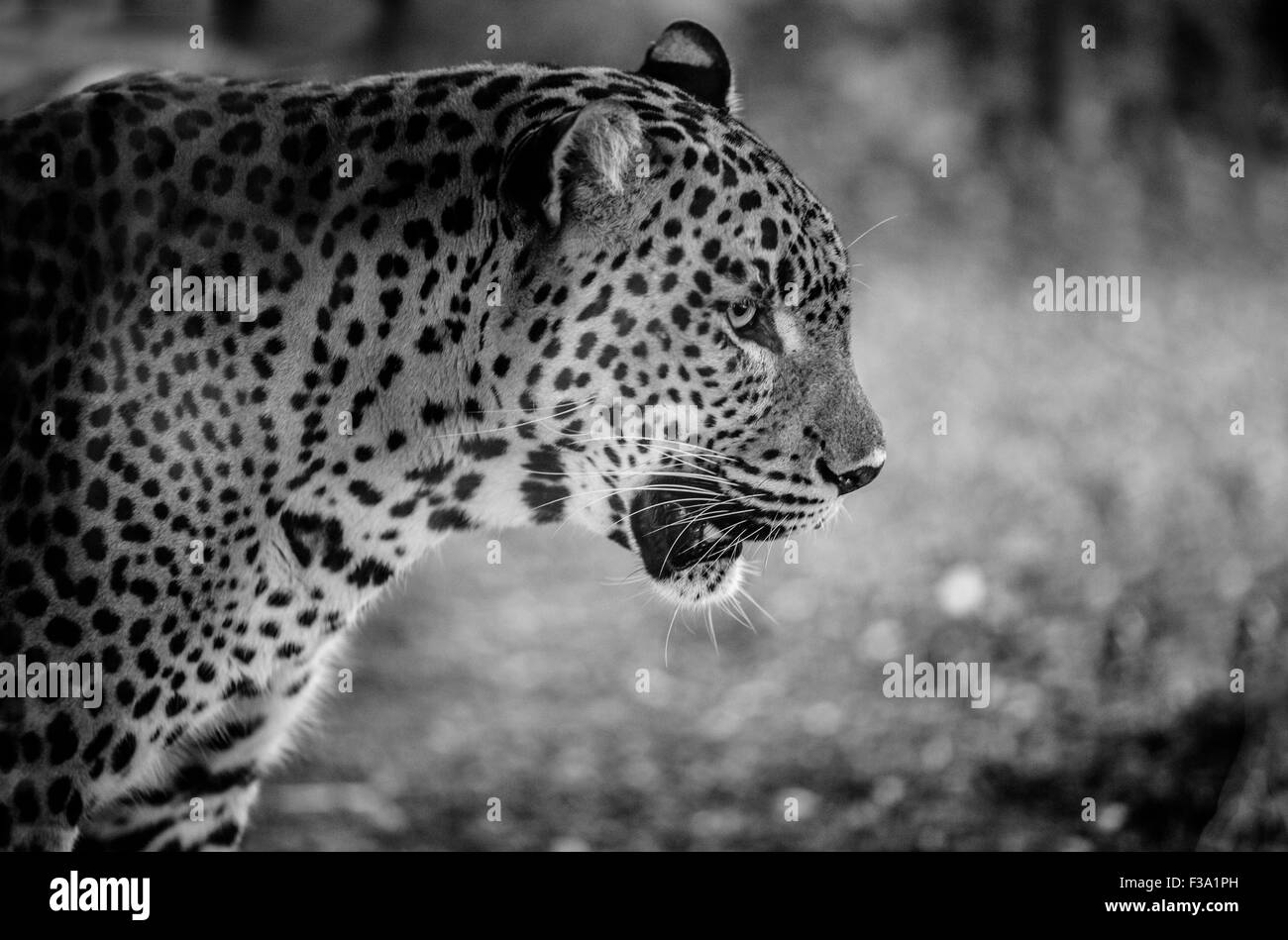 Close up of magnificent big cat Sri Lankan leopard. Black and white portrait Stock Photo