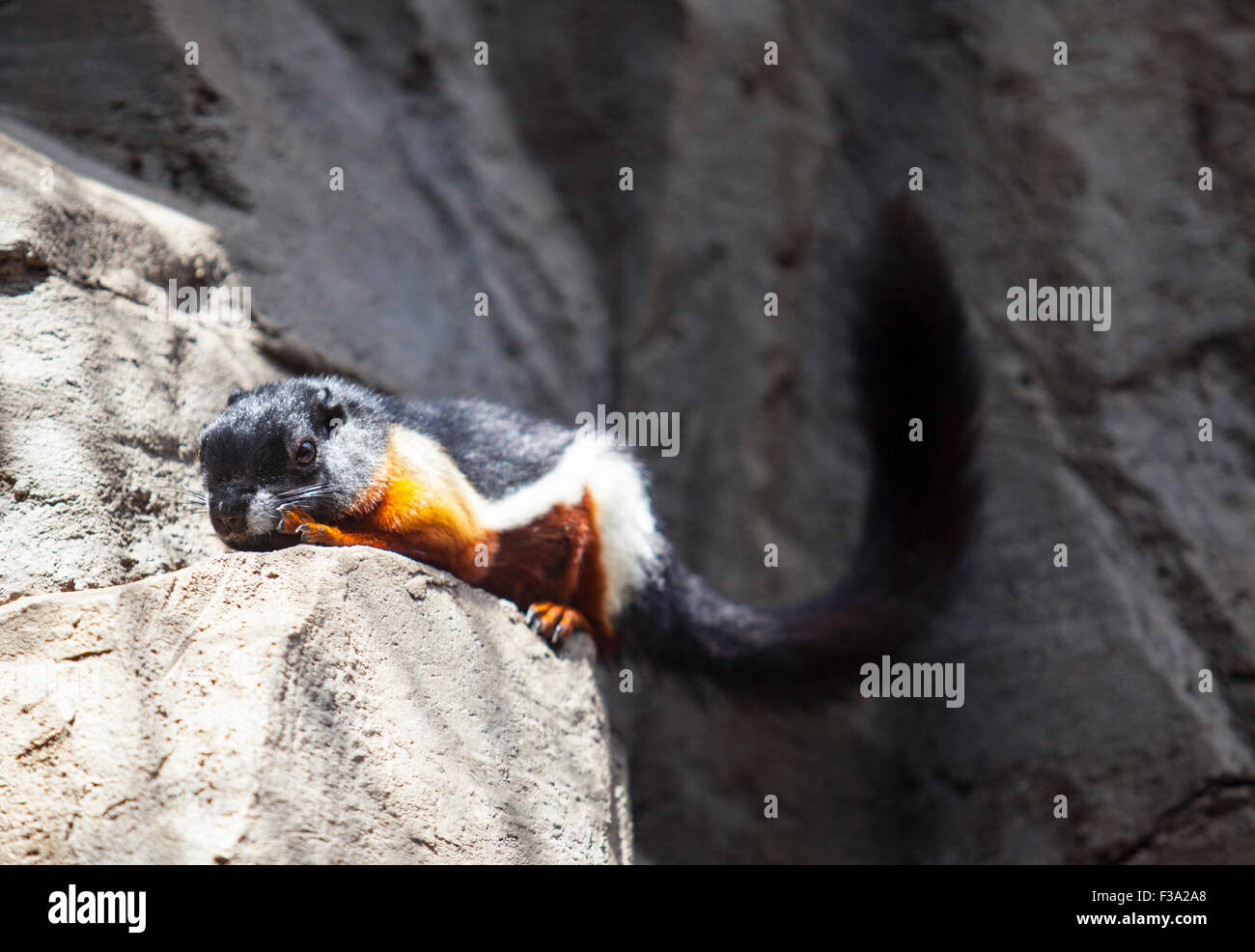 Callosciurus prevosti hi-res stock photography and images - Alamy
