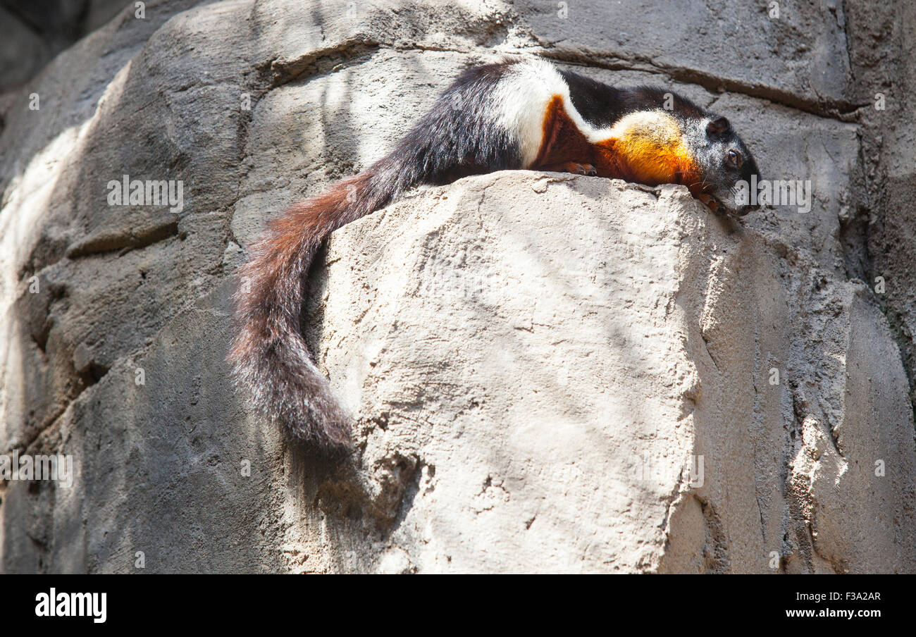 Prevosts Squirrel or Callosciurus prevostii resting on the rocks Stock ...