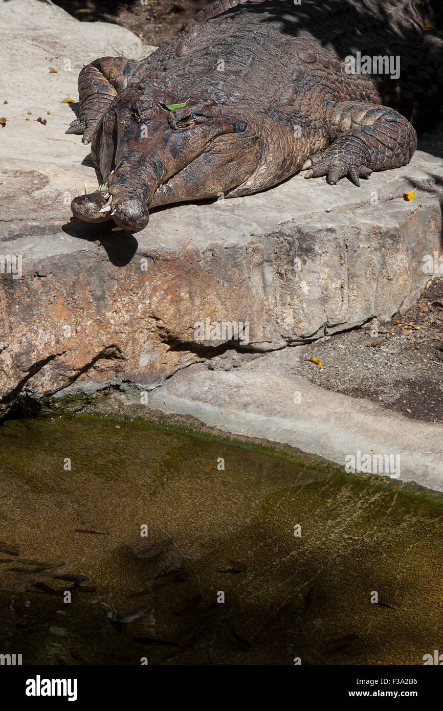 False gavial or Tomistoma schlegelii with crossed jaws, also known as the false gharial or Malayan gharial Stock Photo