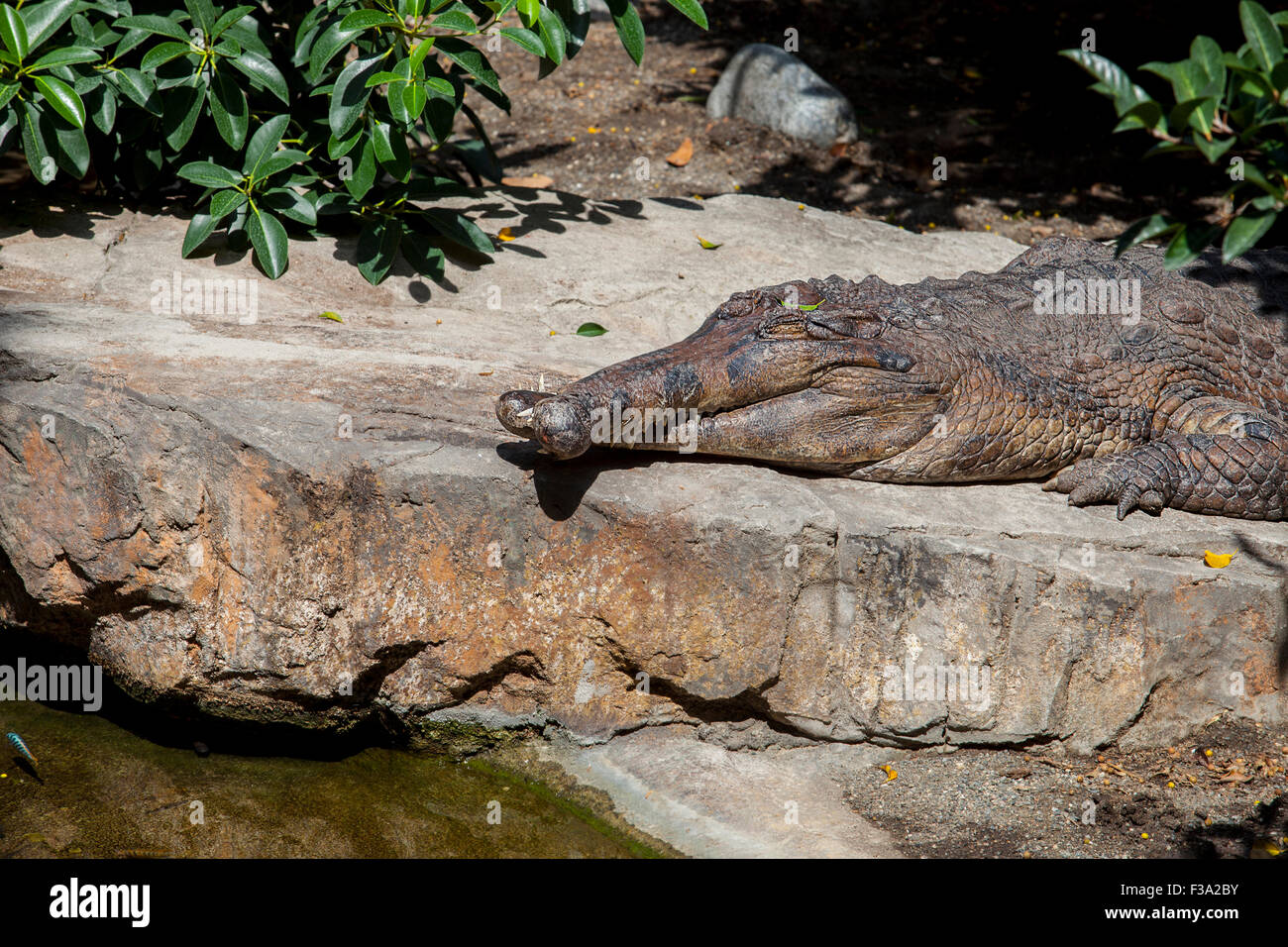 False gavial or Tomistoma schlegelii with crossed jaws, also known as the false gharial or Malayan gharial Stock Photo