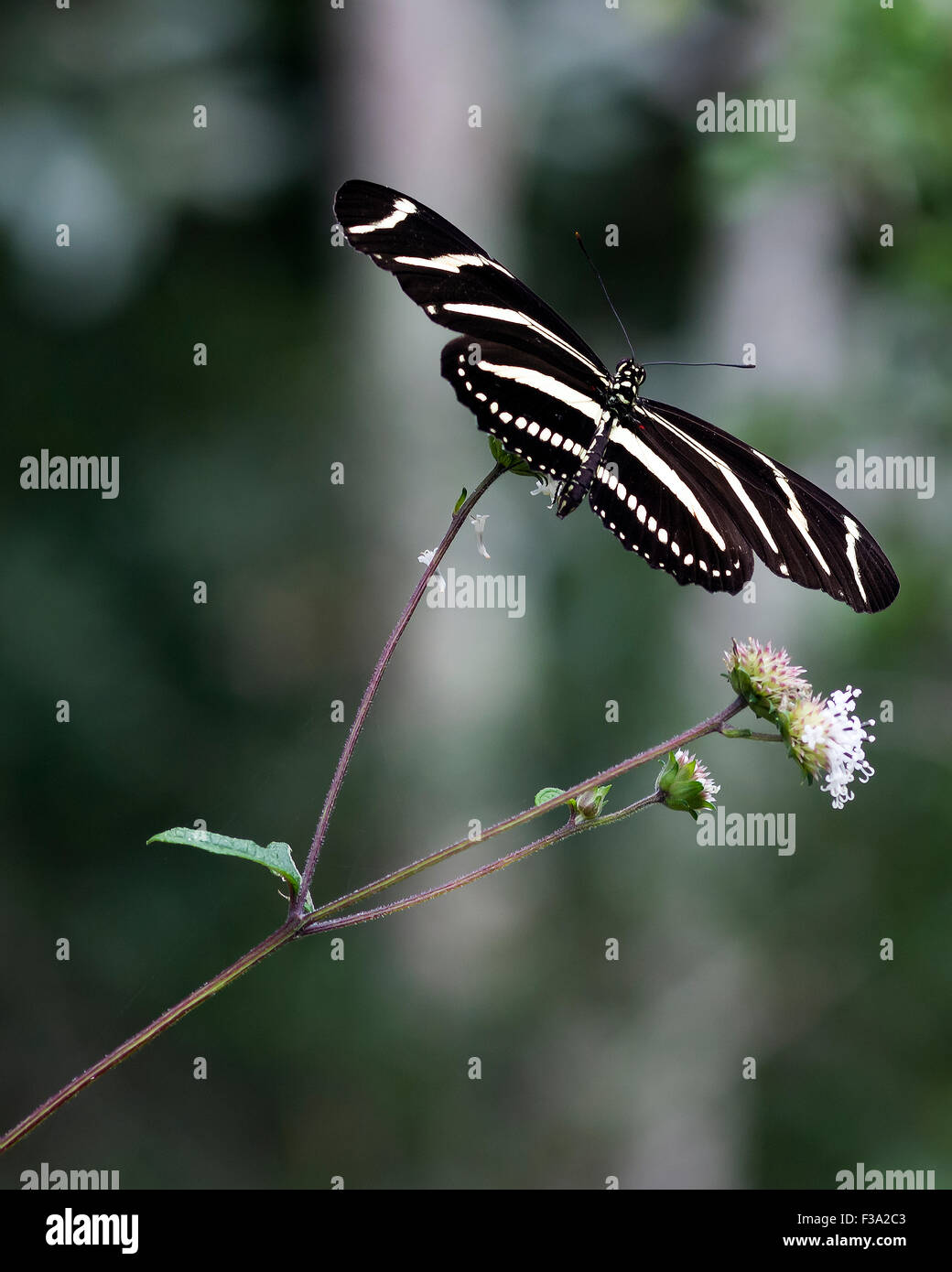 Zebra Longwing Stock Photo