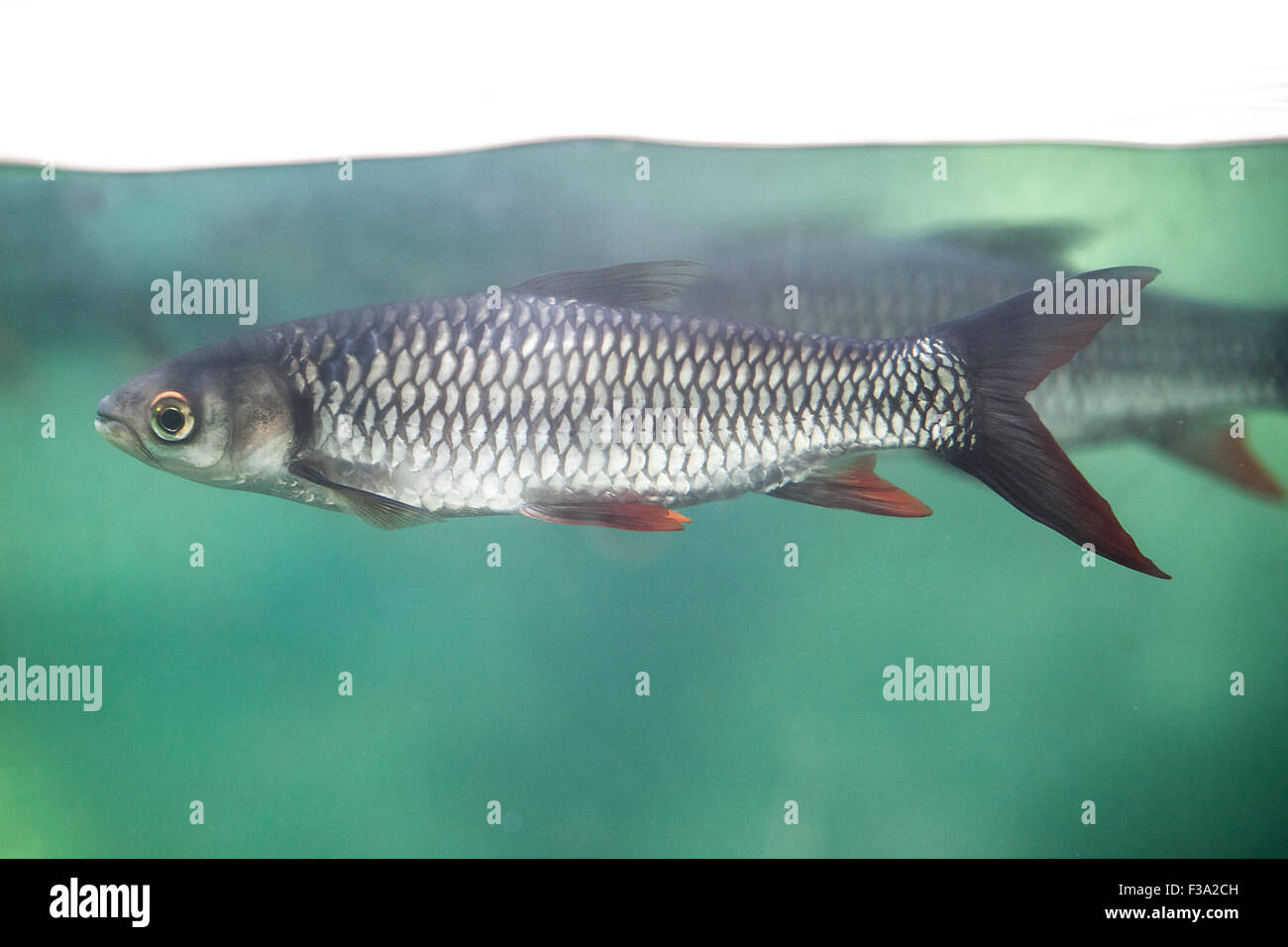 River fish under water surface line of aquarium Stock Photo Alamy
