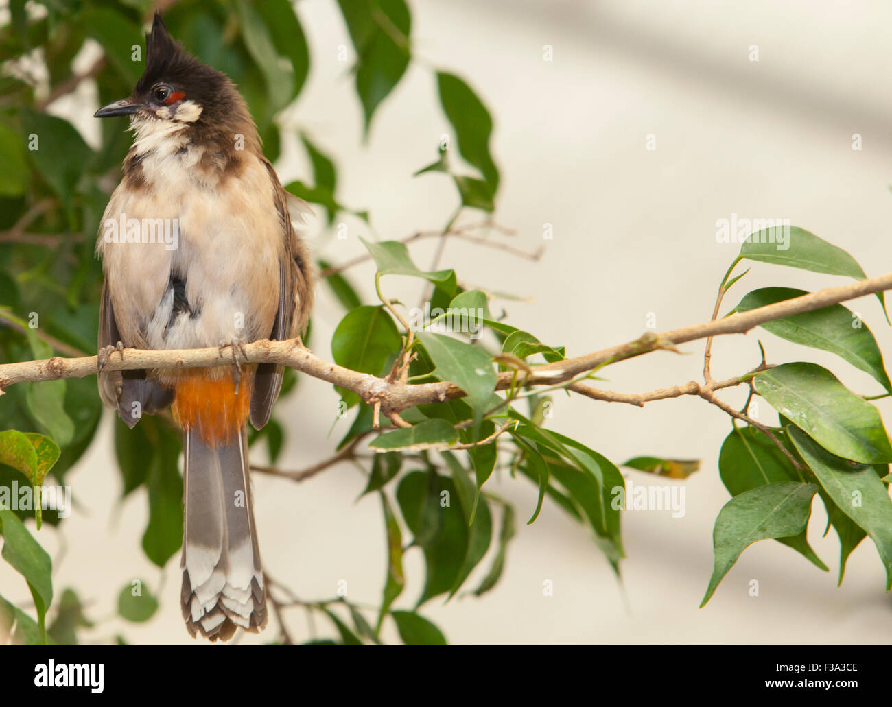Tropical bird red-whiskered bulbul or pycnonotus jocosus sitting on a tree branch Stock Photo