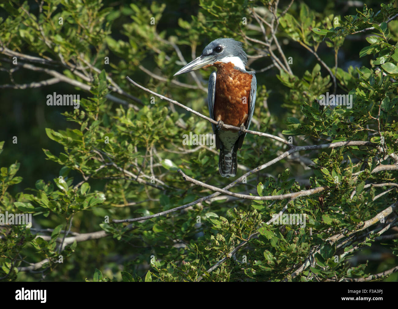 Ringed Kingfisher (Ceryle torquatus) perched in a tree, Araras Ecolodge,  Mato Grosso, Brazil Stock Photo