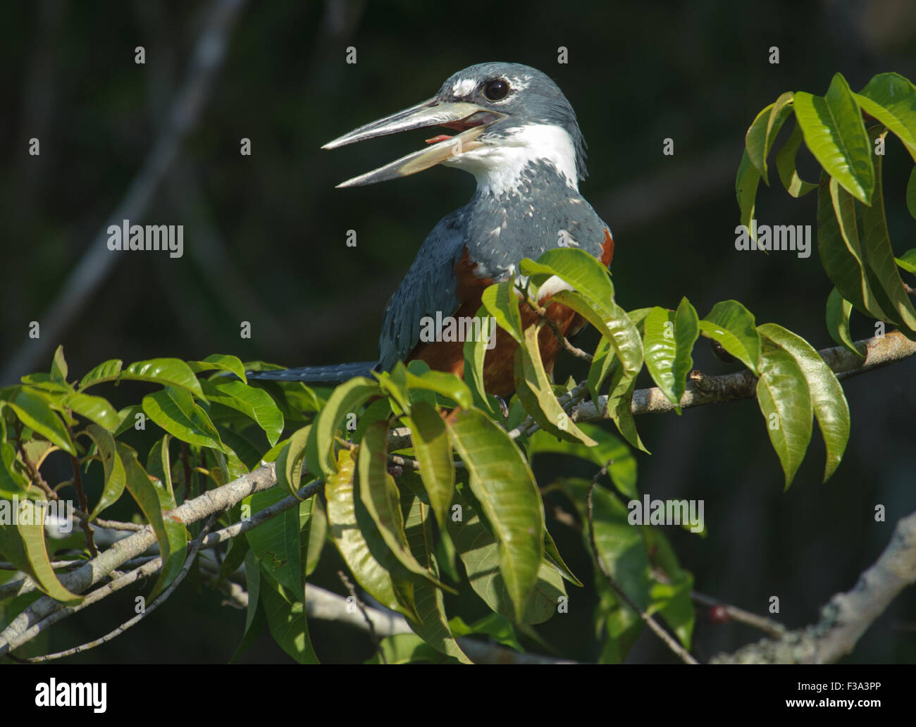 Ringed Kingfisher (Ceryle torquatus) perched in a tree, Araras Ecolodge,  Mato Grosso, Brazil Stock Photo