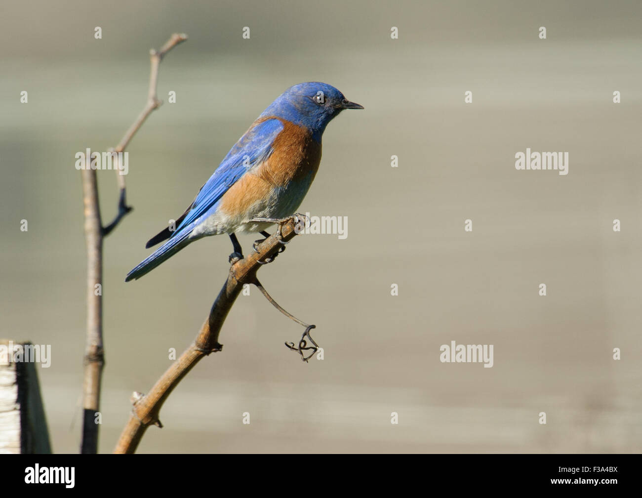 Western Bluebird (Sialia mexicana) perched in tree, Healdsburg