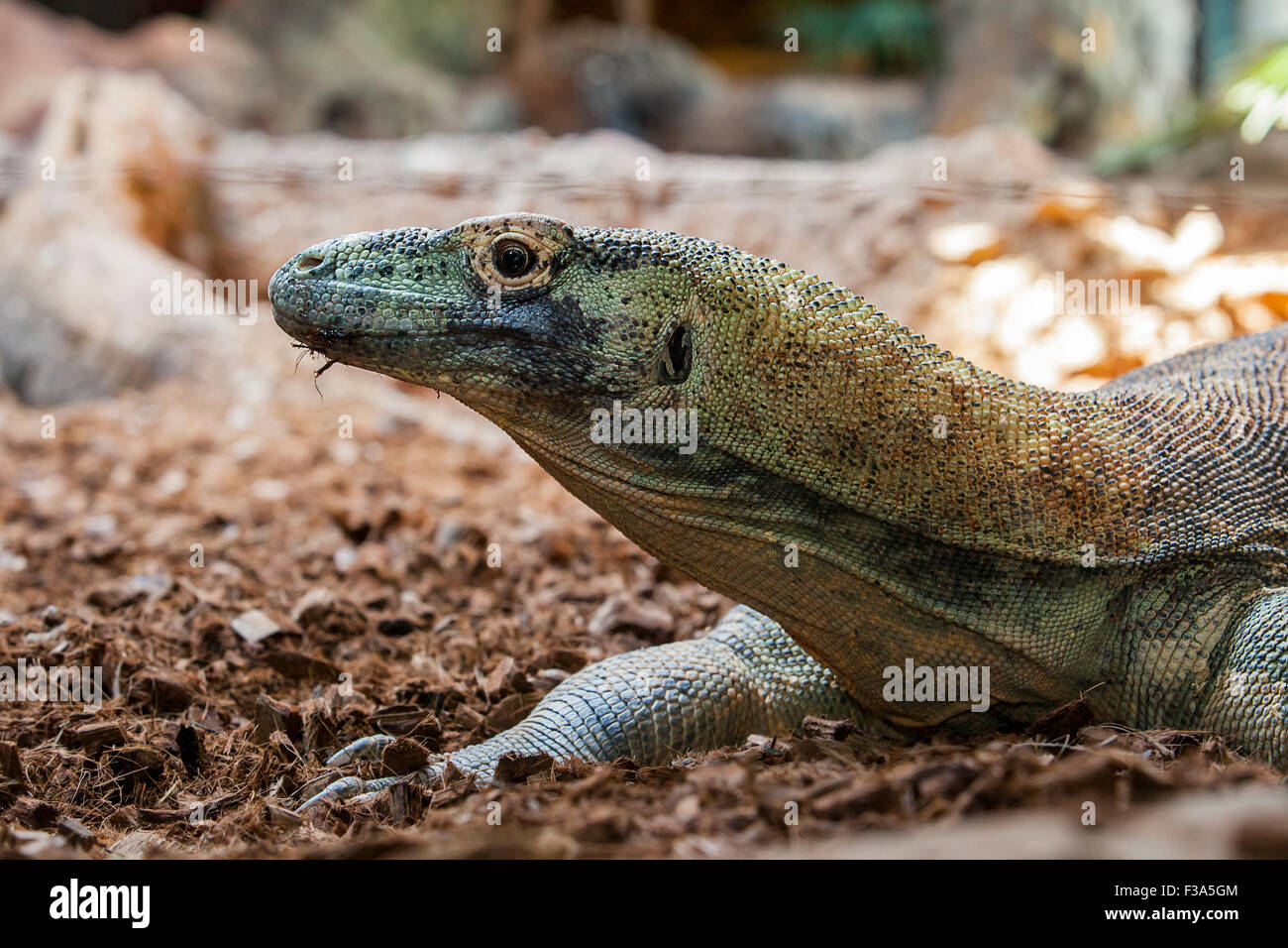 Komodo dragon or Varanus komodoensis, also known as the Komodo monitor Stock Photo