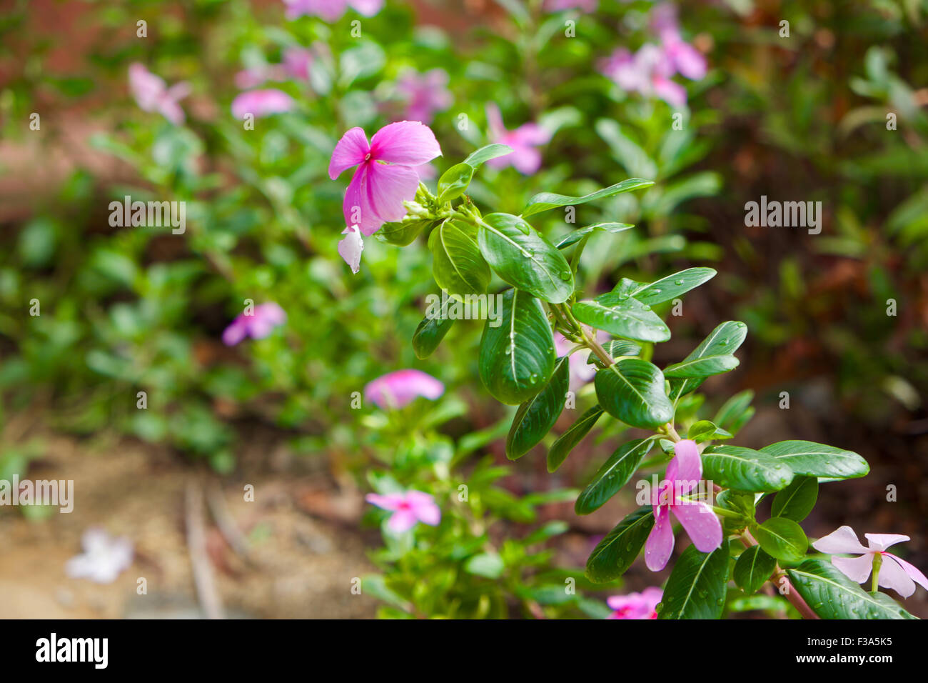 Pink color flower with selective focus Stock Photo