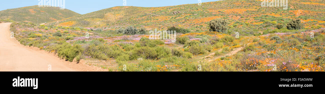 Patches of wild flowers at Stofkraal, a small Nama village near Bitterfontein in the Western Cape Namaqualand Stock Photo