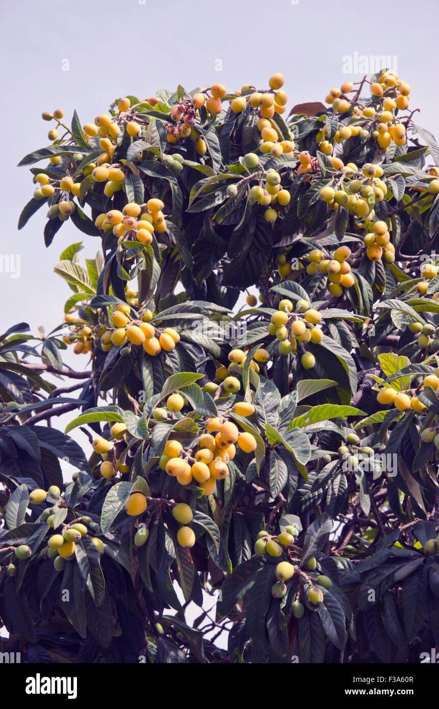 Exotic island fruits hires stock photography and images Alamy