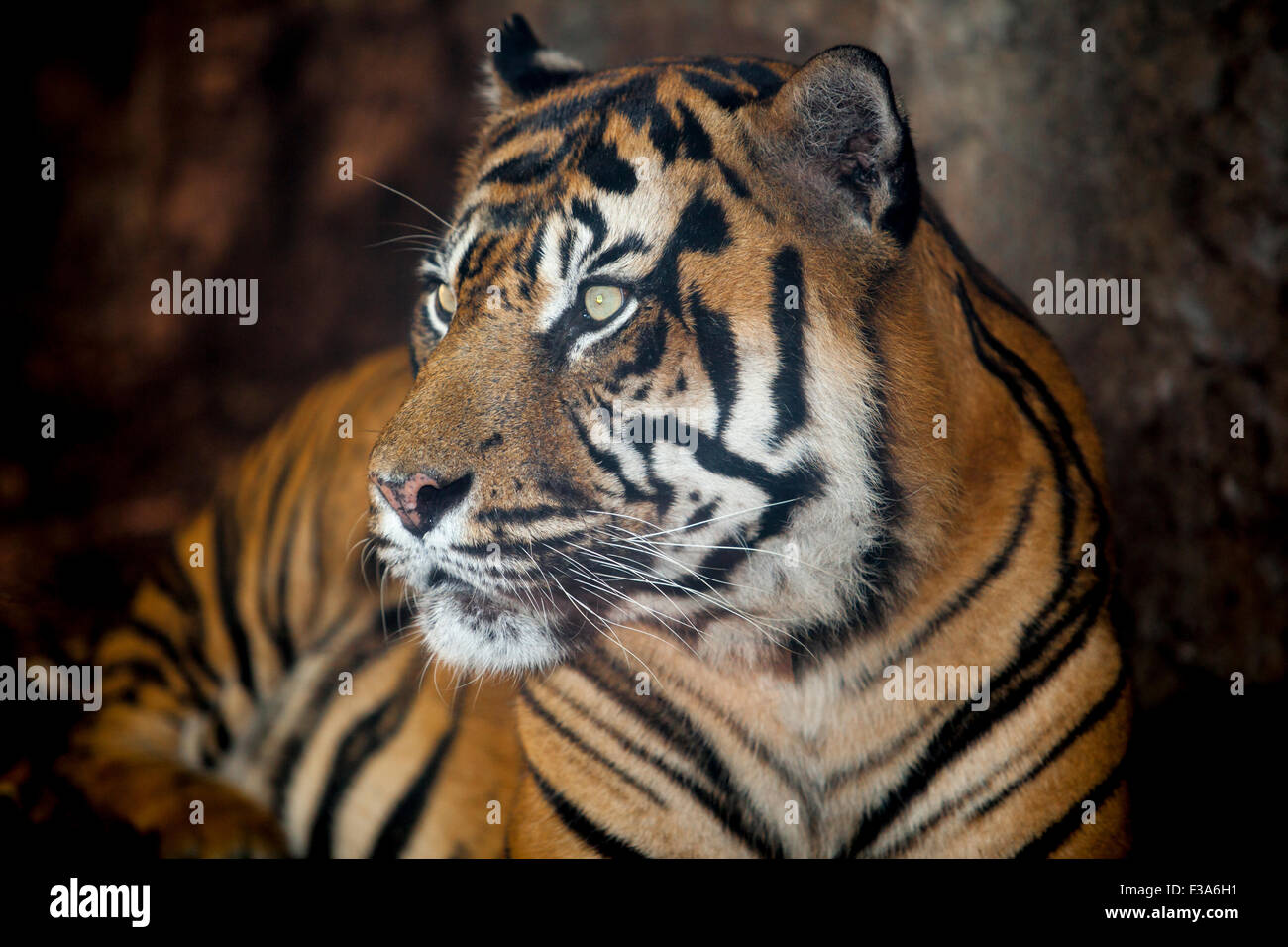 Sumatran tiger or Panthera tigris sumatrae Stock Photo