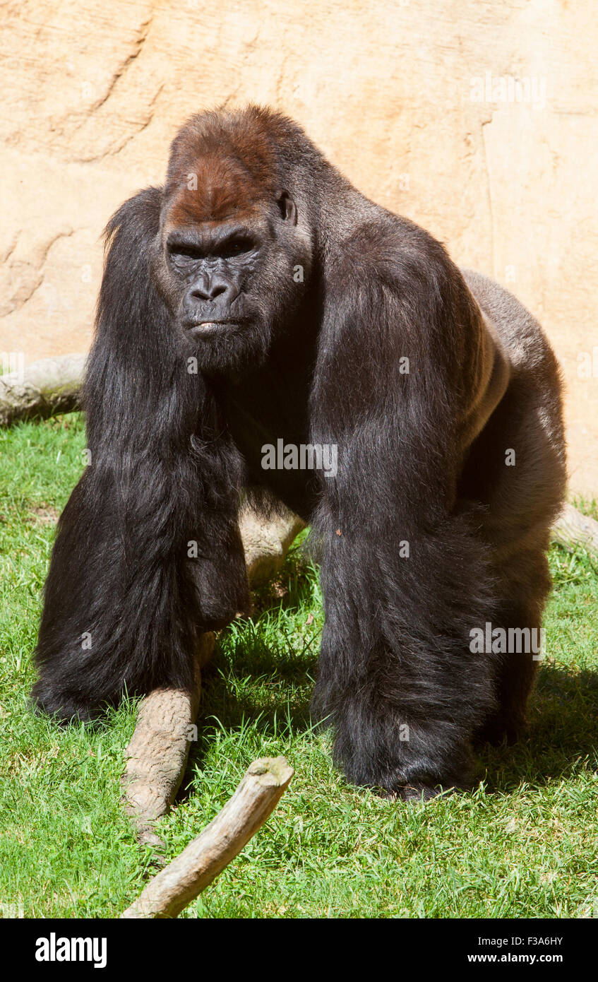 https://c8.alamy.com/comp/F3A6HY/western-lowland-gorilla-or-gorilla-gorilla-gorilla-staring-to-the-F3A6HY.jpg