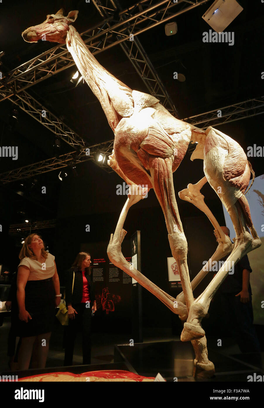 Vancouver, Canada. 2nd Oct, 2015. Visitors look at a plastinated giraffe specimen during the Animal Inside Out exhibition at Science World in Vancouver, Canada, Oct. 2, 2015. Animal Inside Out, a new series created by Body Worlds, features over 100 animal specimens from 42 species preserved by the process of Plastination that allows visitors to learn about animal science. Credit:  Liang sen/Xinhua/Alamy Live News Stock Photo