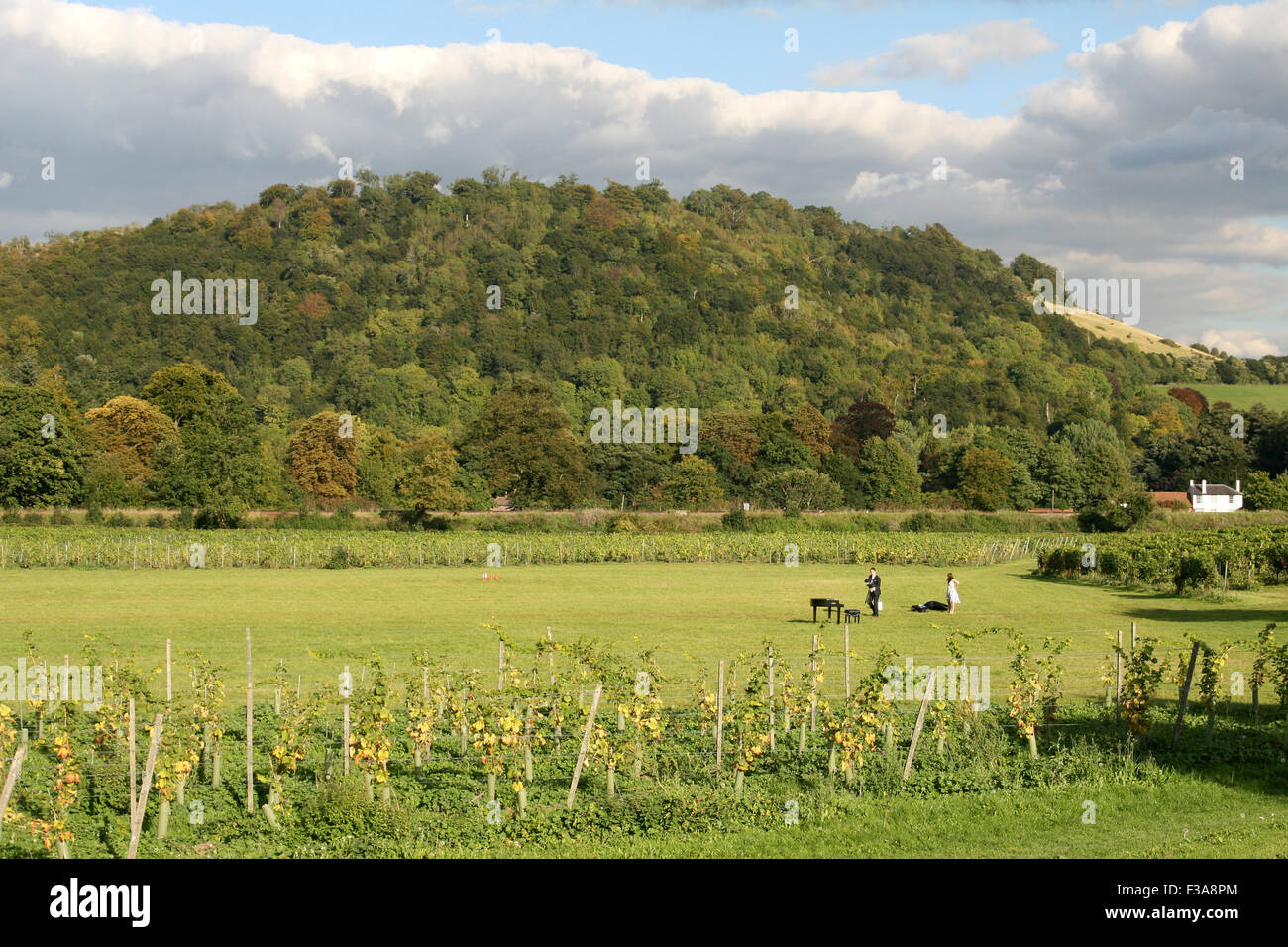BOX HILL SURREY VIEW FROM DENBIES WINE ESTATE Stock Photo Alamy