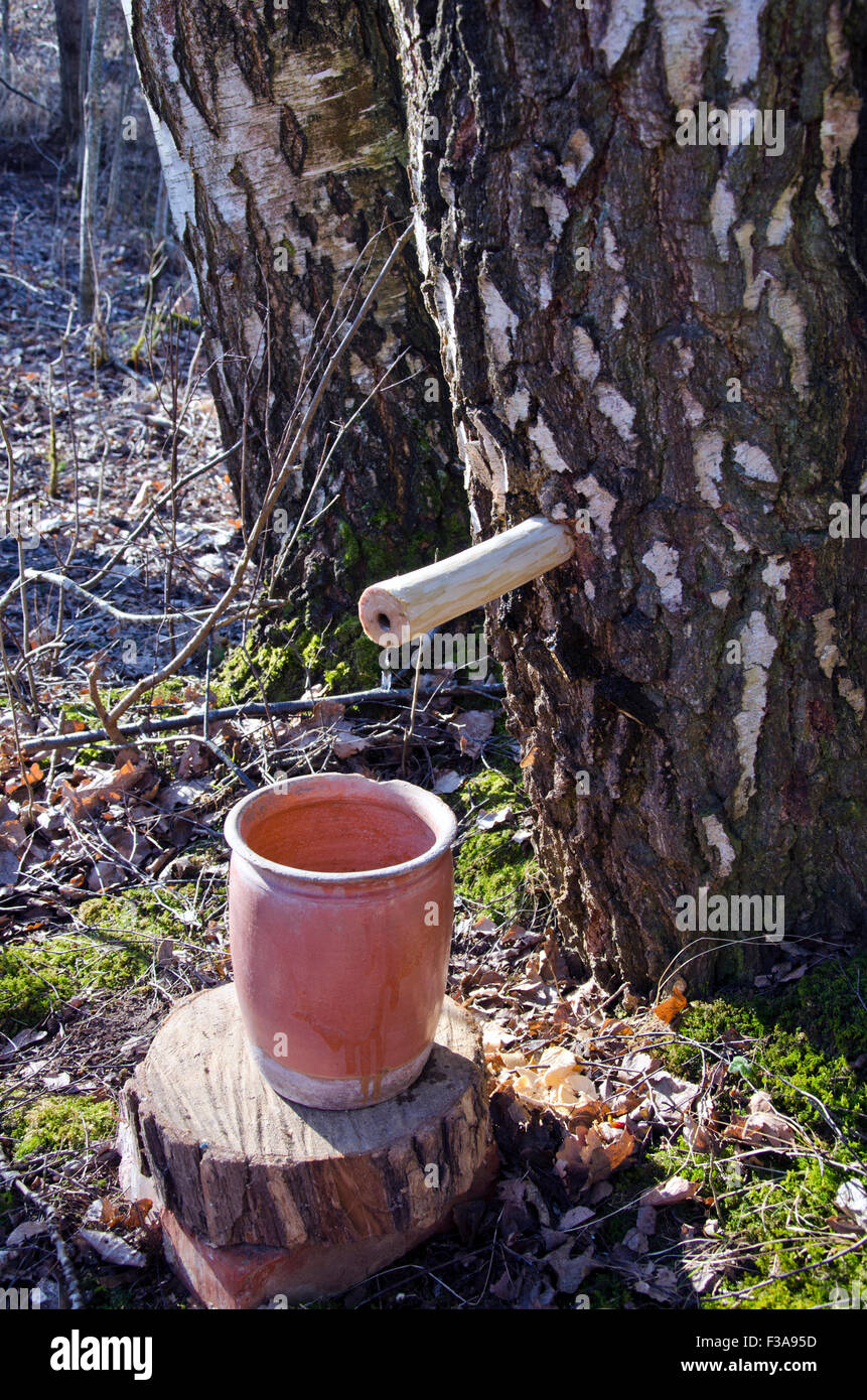 Collecting birch tree sap in springtime forest Stock Photo Alamy