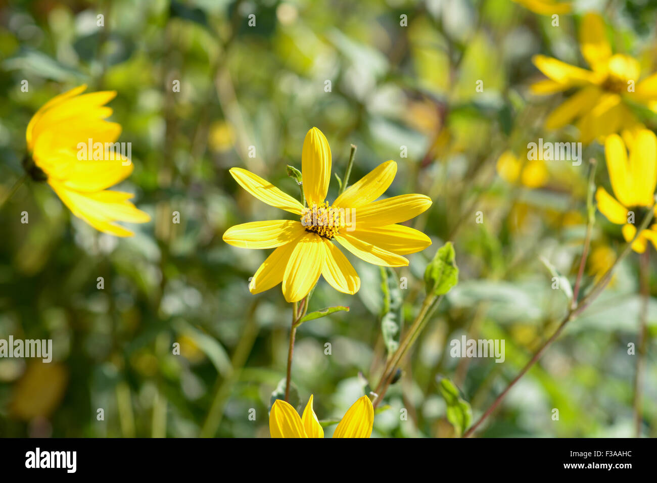 Golden Aster (heterotheca subaxillaris) flowers in garden Stock Photo