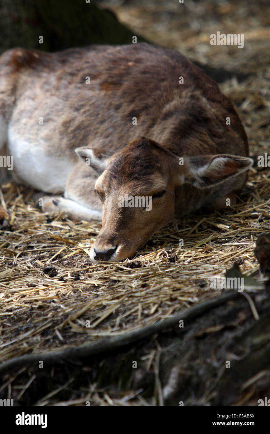 Deer lying down resting in shade Stock Photo Alamy