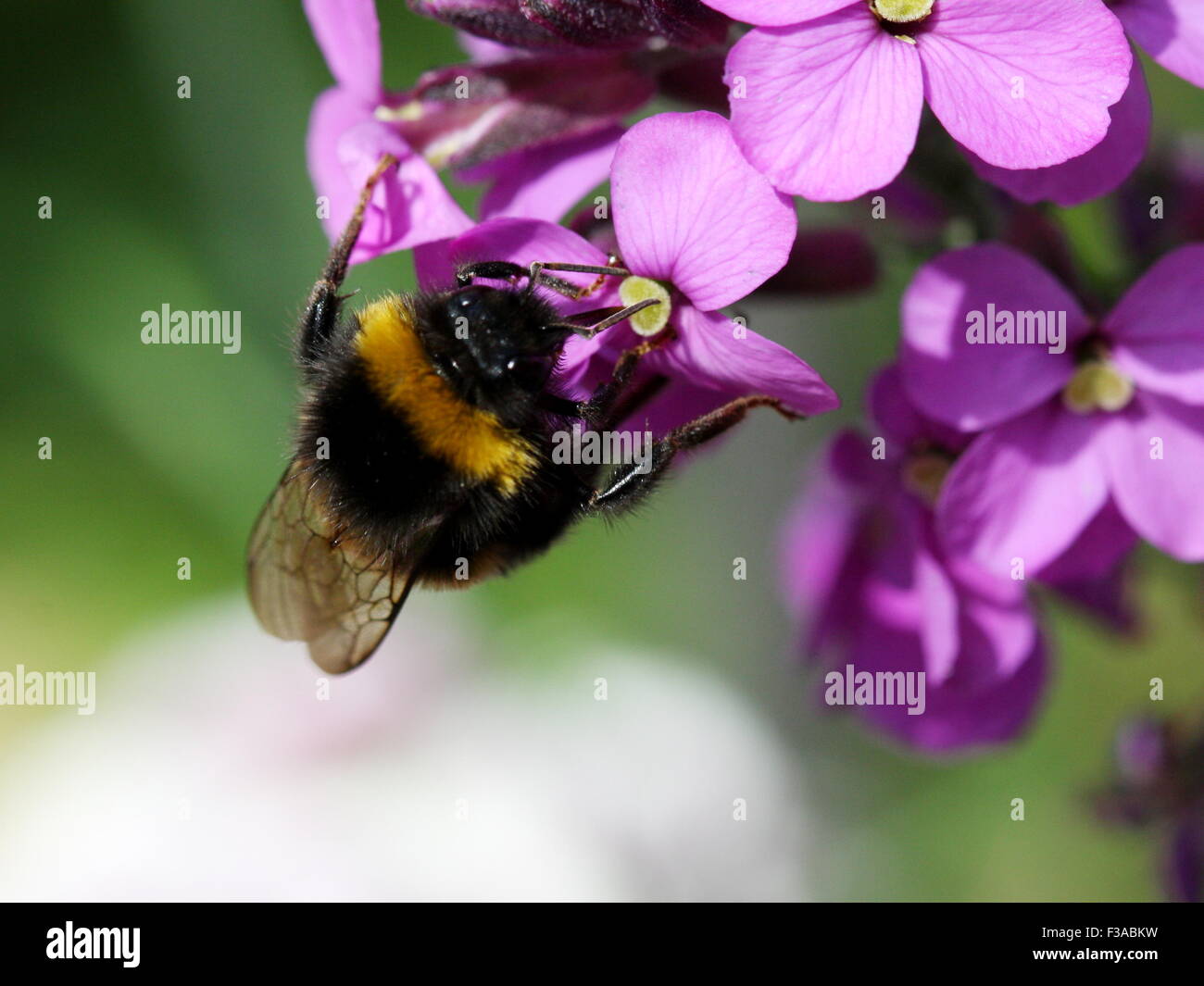Bumble Bee on flower Stock Photo
