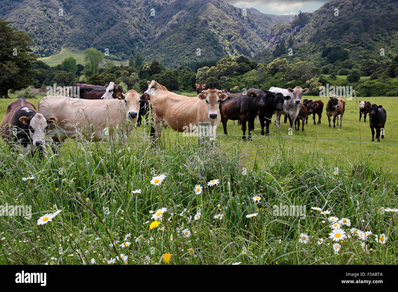 Dairy cows new zealand hires stock photography and images Alamy