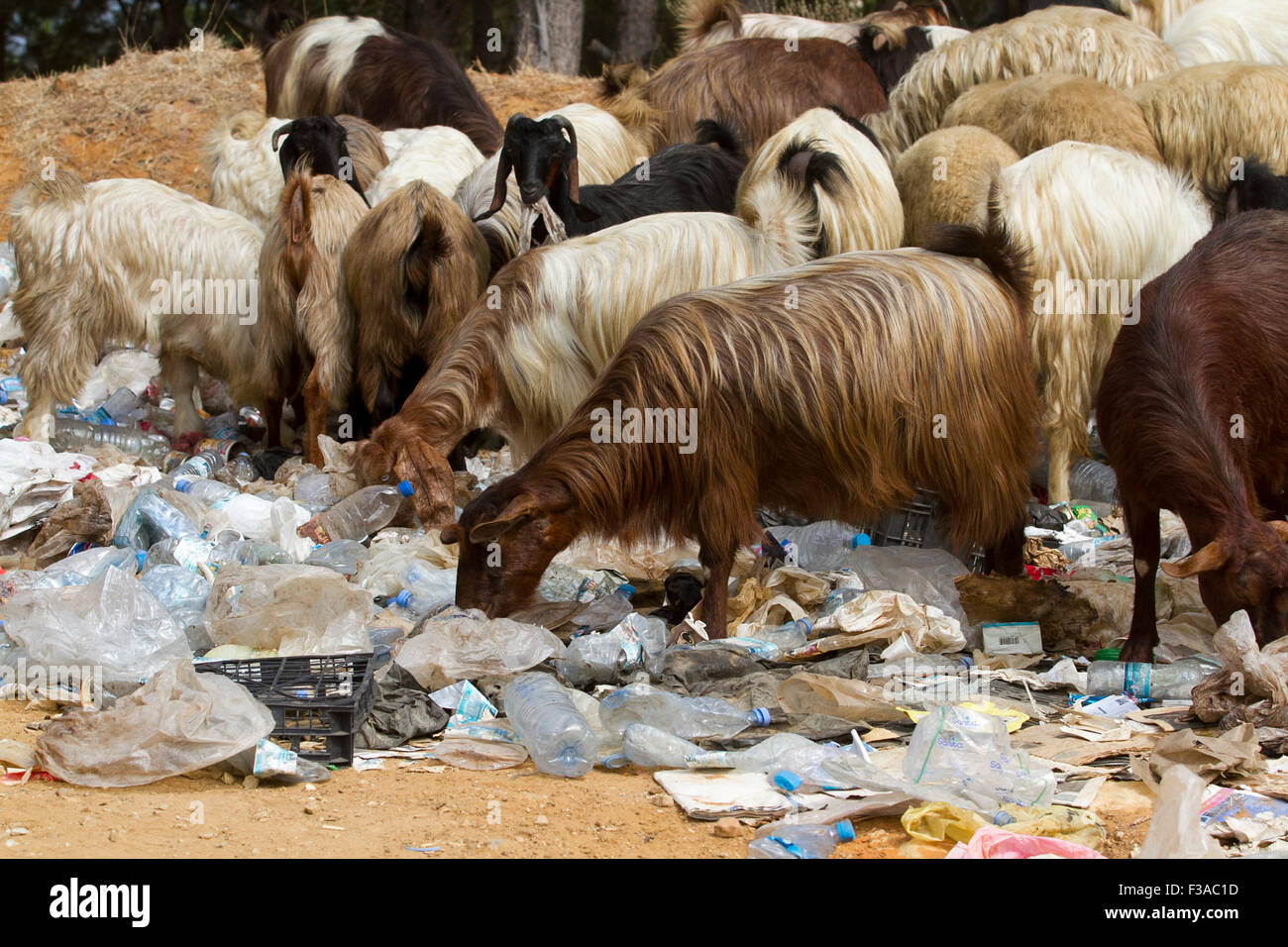 Beirut Lebanon 3rd October 2015. Goats rummaging for food in a rubbish dump and  discarded plastic bottles and bags as local municipalities struggle to cope with the amount of human waste  creating temporary landfill sites. The uncollected rubbish triggered the civil You Stink protest again perceived corruption of politicians Credit:  amer ghazzal/Alamy Live News Stock Photo
