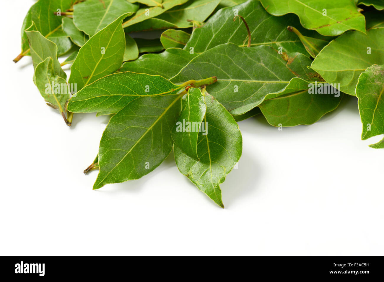 fresh bay leaves on white background Stock Photo Alamy