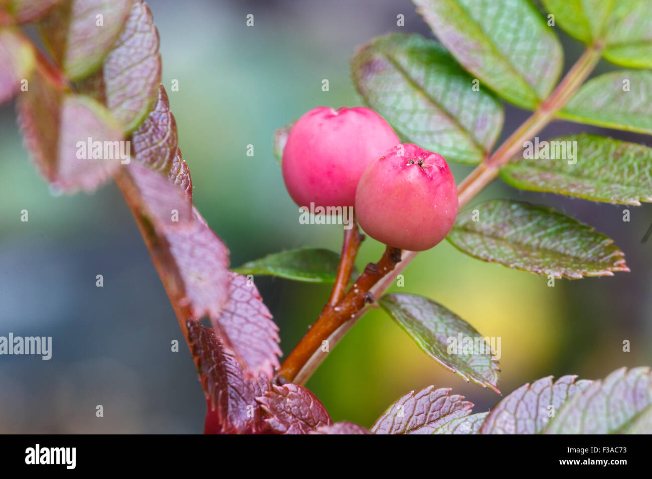 Chinese dwarf mountain ash, Sorbus reducta, berries.  In cultivation. Stock Photo
