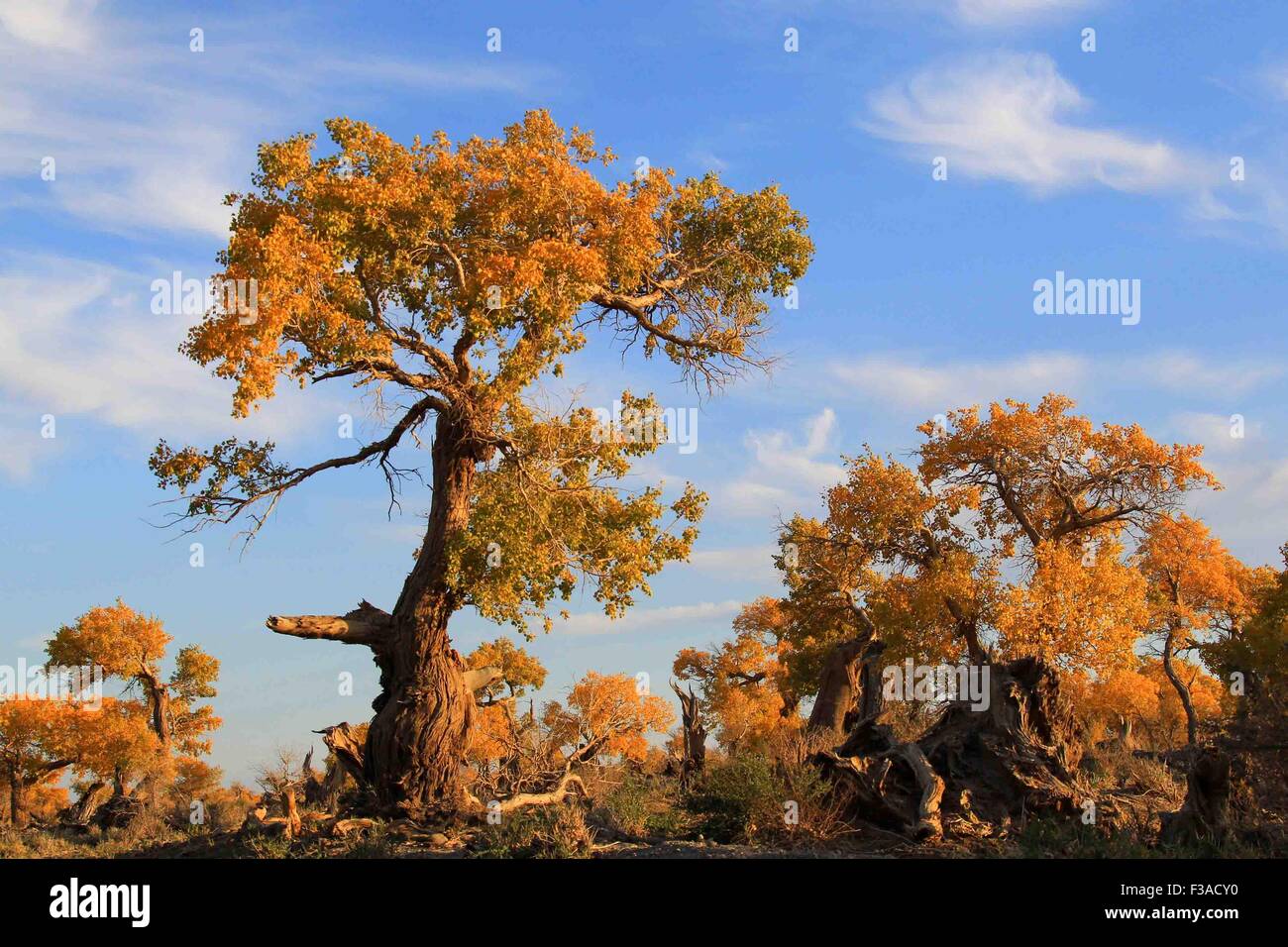 (151003) -- HAMI, Oct. 3, 2015 (Xinhua) -- Populus diversifolia trees are seen at Nom of Yiwu County of Hami, northwest China's Xinjiang Uygur Autonomous Region, Oct. 1, 2015. Autumn is the best season in China to enjoy the golden colour of the populus diversifolia trees.    (Xinhua/Cai Zengle) (zhs) Stock Photo