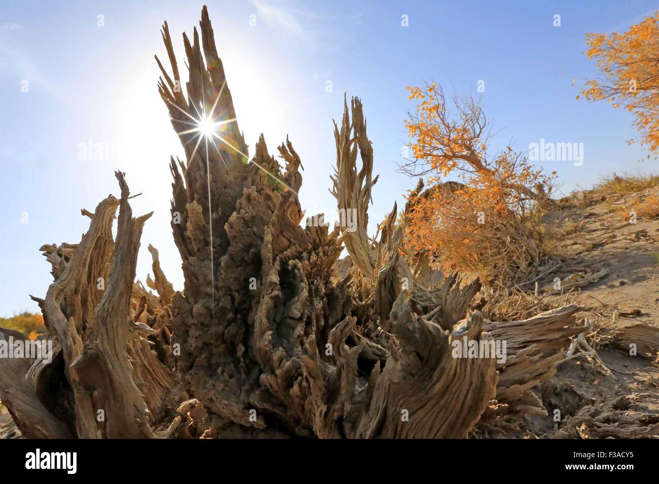 (151003) -- HAMI, Oct. 3, 2015 (Xinhua) -- Populus diversifolia trees are seen at Nom of Yiwu County of Hami, northwest China's Xinjiang Uygur Autonomous Region, Oct. 2, 2015. Autumn is the best season in China to enjoy the golden colour of the populus diversifolia trees.    (Xinhua/Cai Zengle) (zhs) Stock Photo