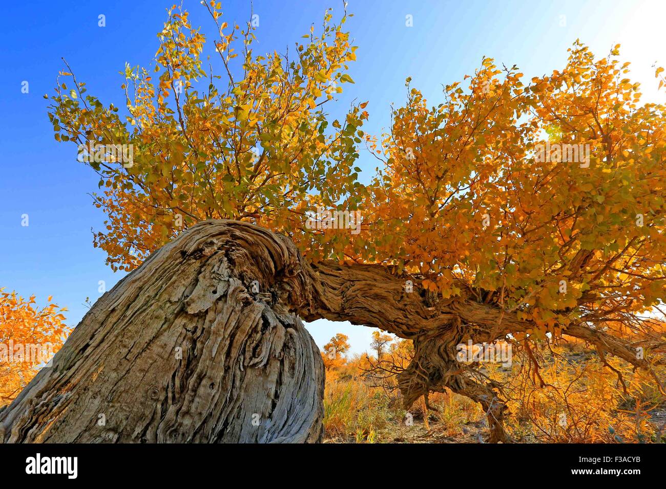 (151003) -- HAMI, Oct. 3, 2015 (Xinhua) -- Populus diversifolia trees are seen at Nom of Yiwu County of Hami, northwest China's Xinjiang Uygur Autonomous Region, Oct. 3, 2015. Autumn is the best season in China to enjoy the golden colour of the populus diversifolia trees.    (Xinhua/Cai Zengle) (zhs) Stock Photo
