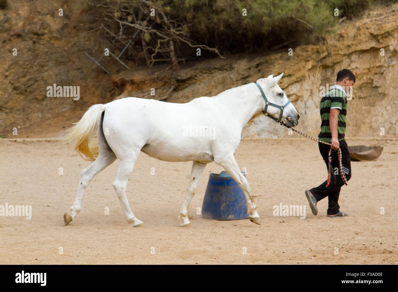 Beirut Lebanon. 3rd October 2015. A white Arabian horse at a horse farm