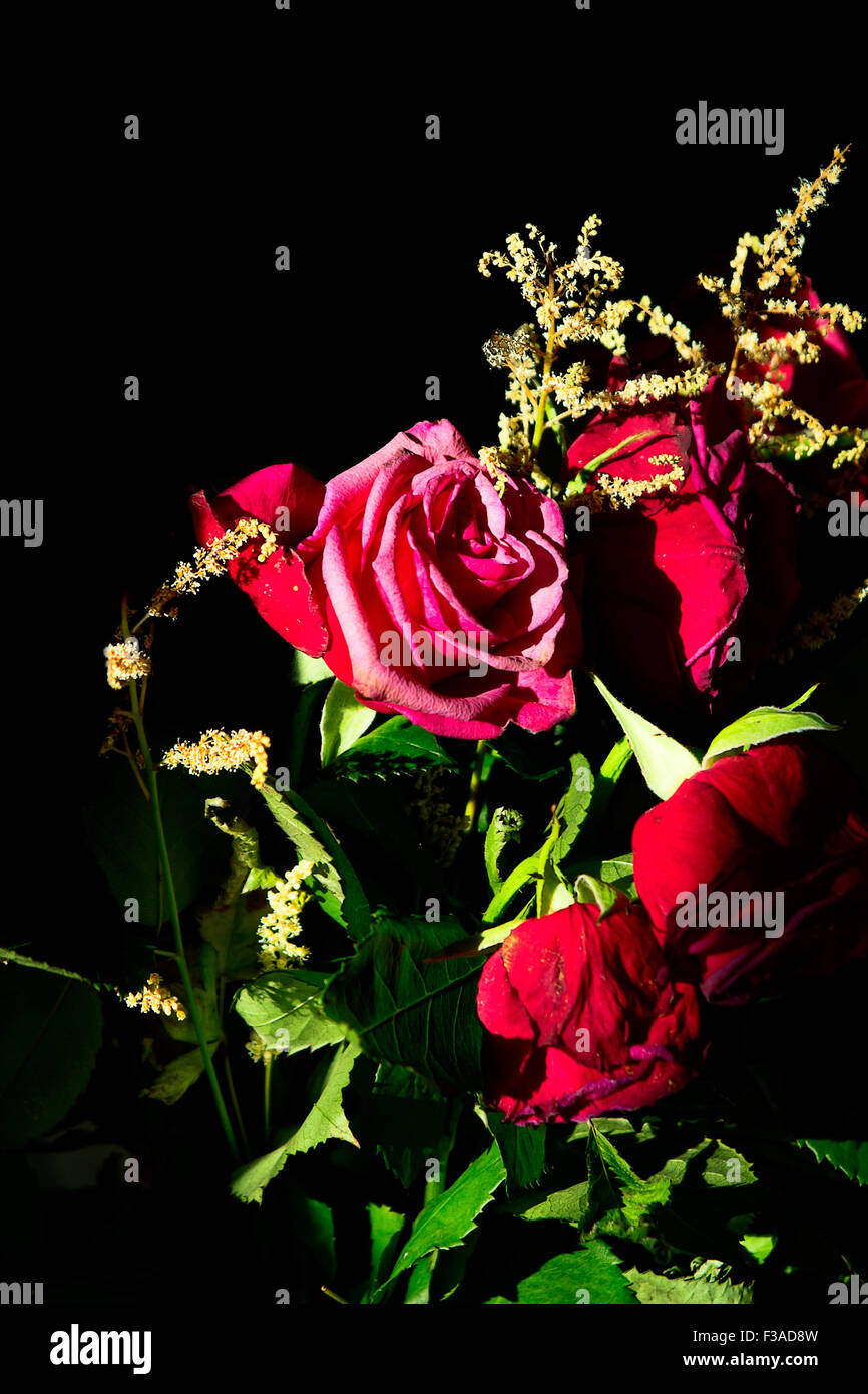 Low key roses hi-res stock photography and images - Alamy