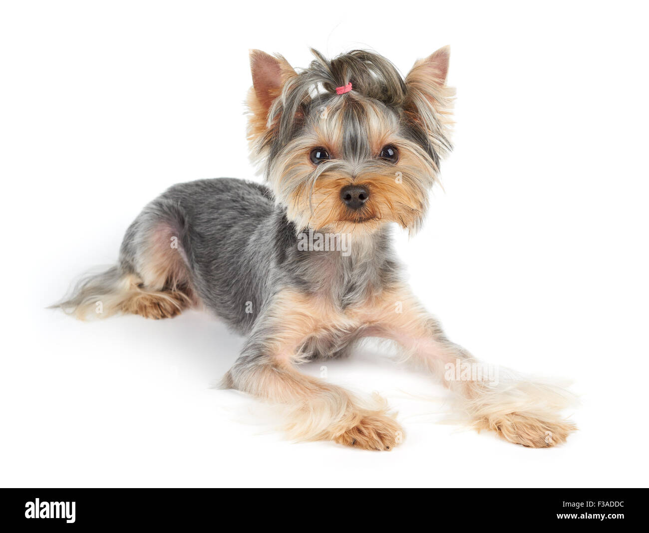 Yorkshire Terrier with short hair lies on white background Stock Photo