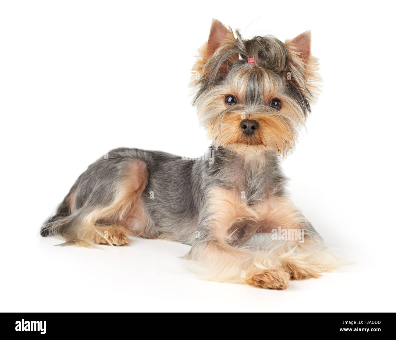 Nice Yorkshire Terrier with short hair lies on white background Stock Photo