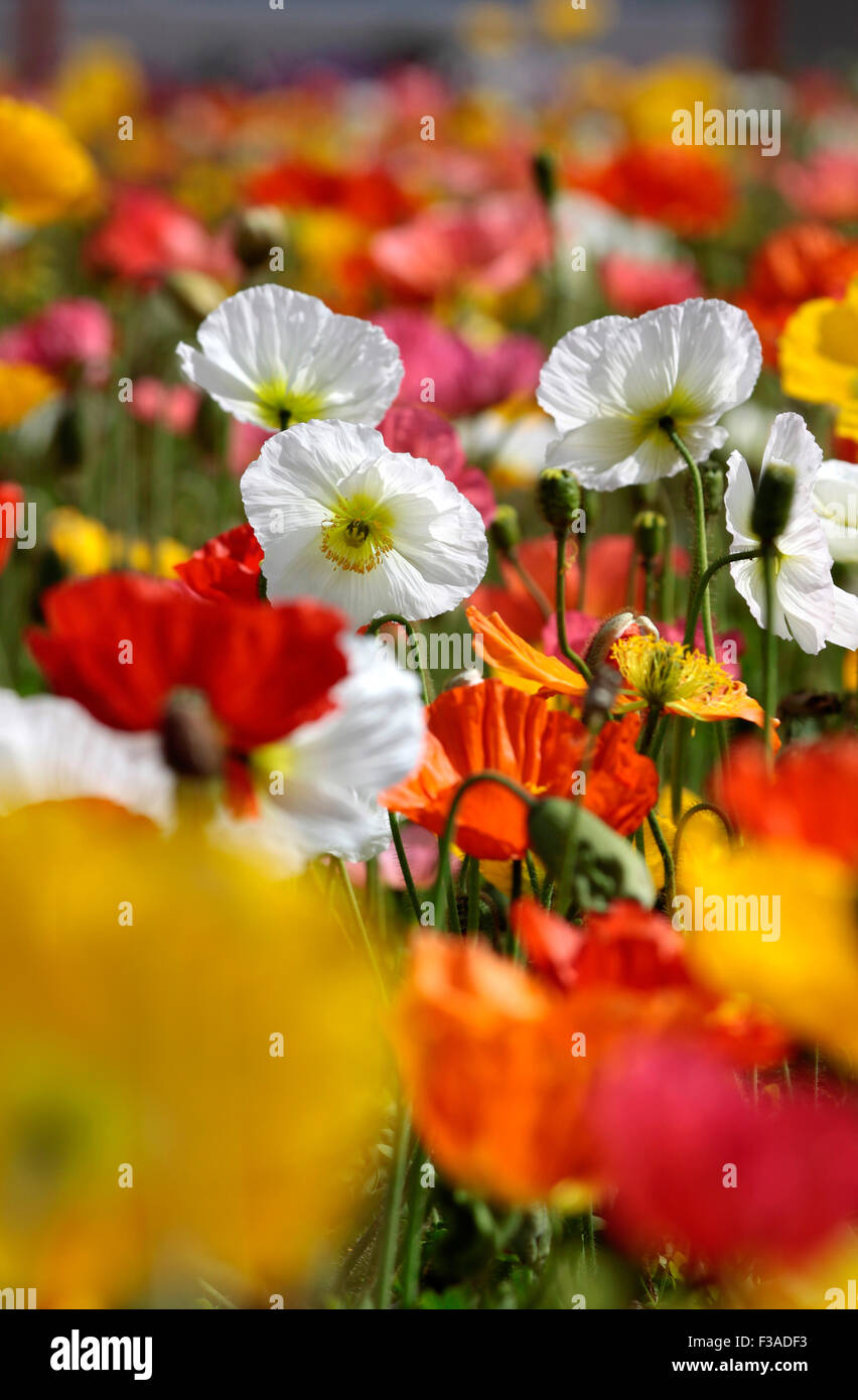 Colorful poppies in the Government Gardens, Rotorua, New Zealand Stock
