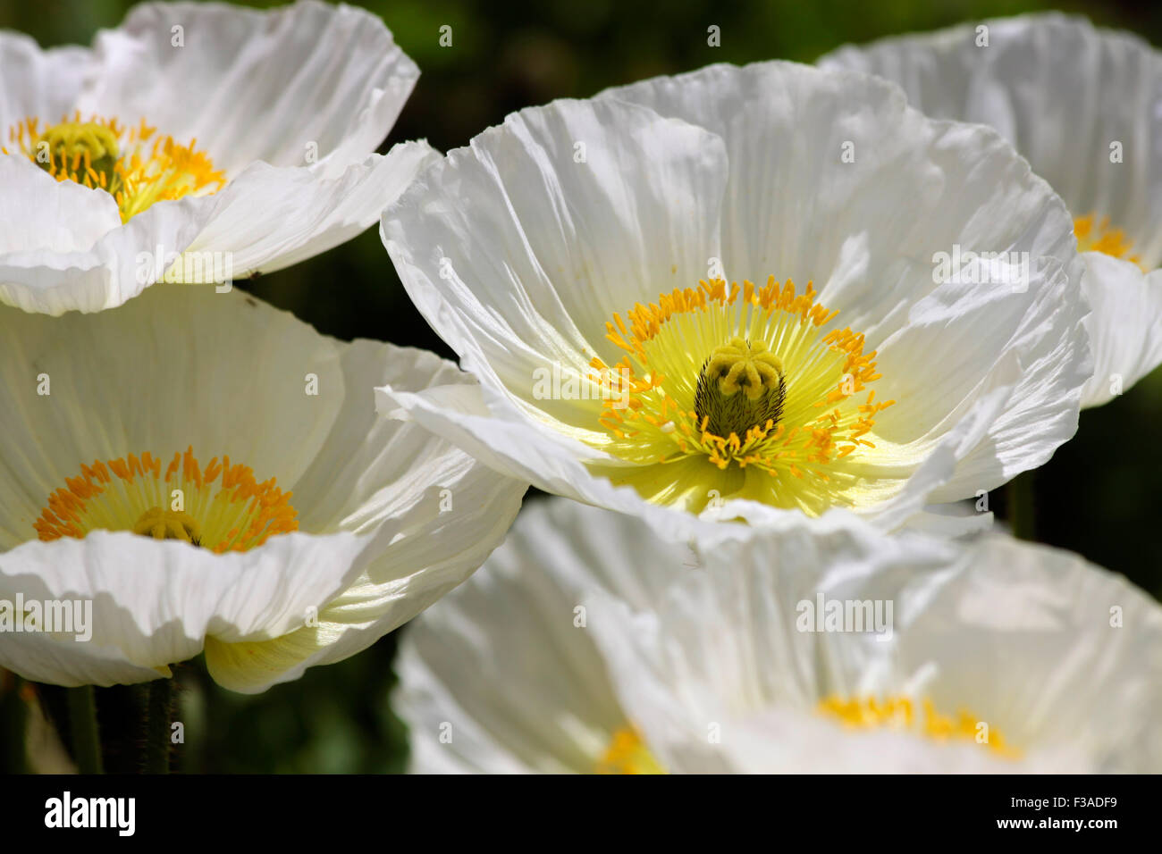 White poppies in the Government Gardens, Rotorua, New Zealand Stock
