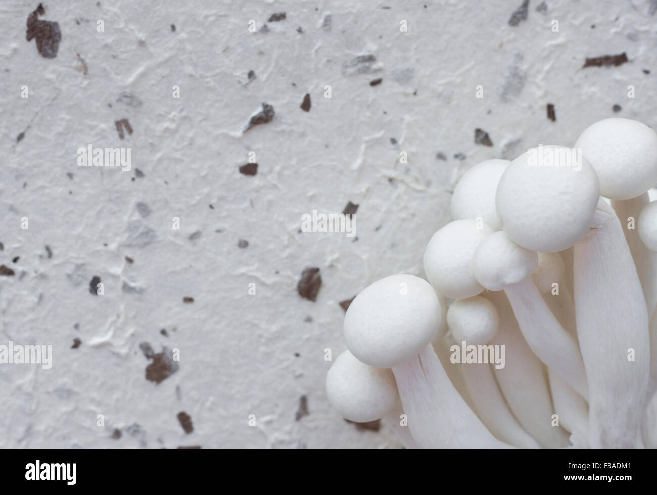 Mushrooms Stock Photo