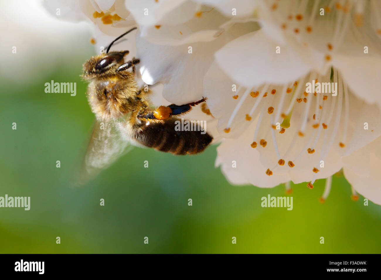 Pollination of cherry tree flower, with a bee Stock Photo