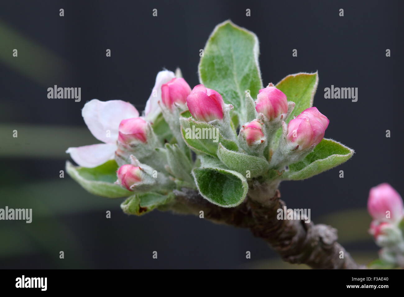 Apple Flower buds Stock Photo Alamy