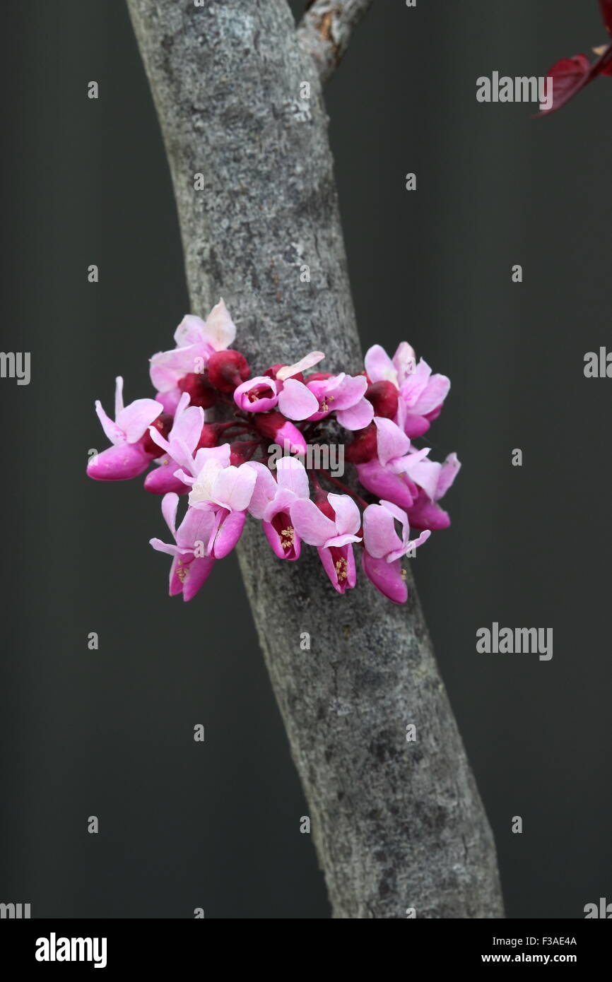 Flowers of Cercis canadensis  or also known as Forest Pansy Stock Photo