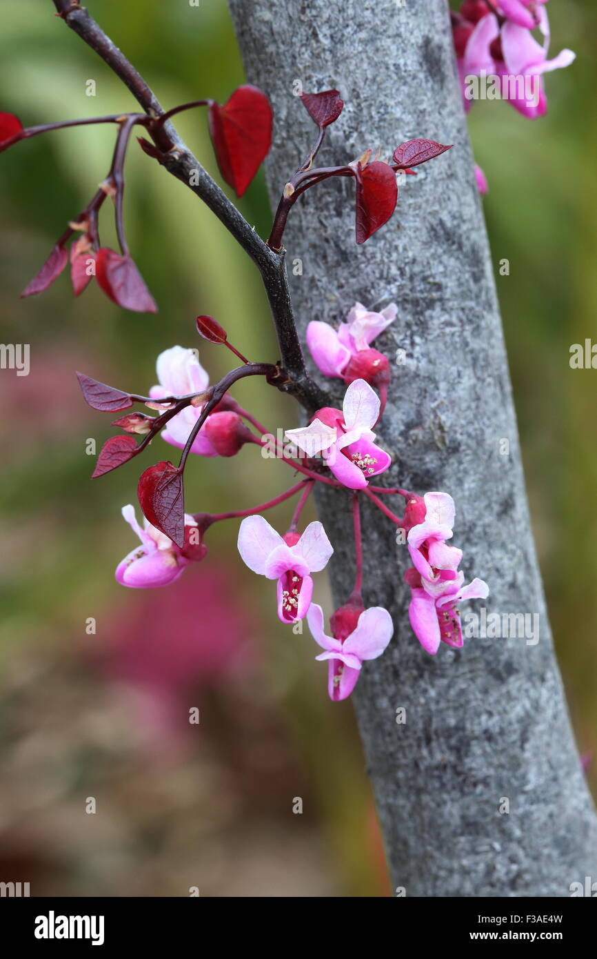 Cercis canadensis  or also known as Forest Pansy Stock Photo