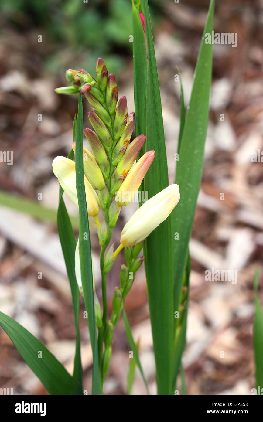 Yellow Ixia flower buds Stock Photo