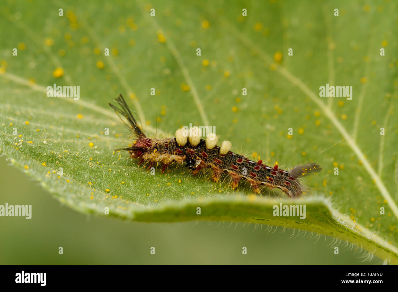 Green caterpillar sunflower hires stock photography and images Alamy