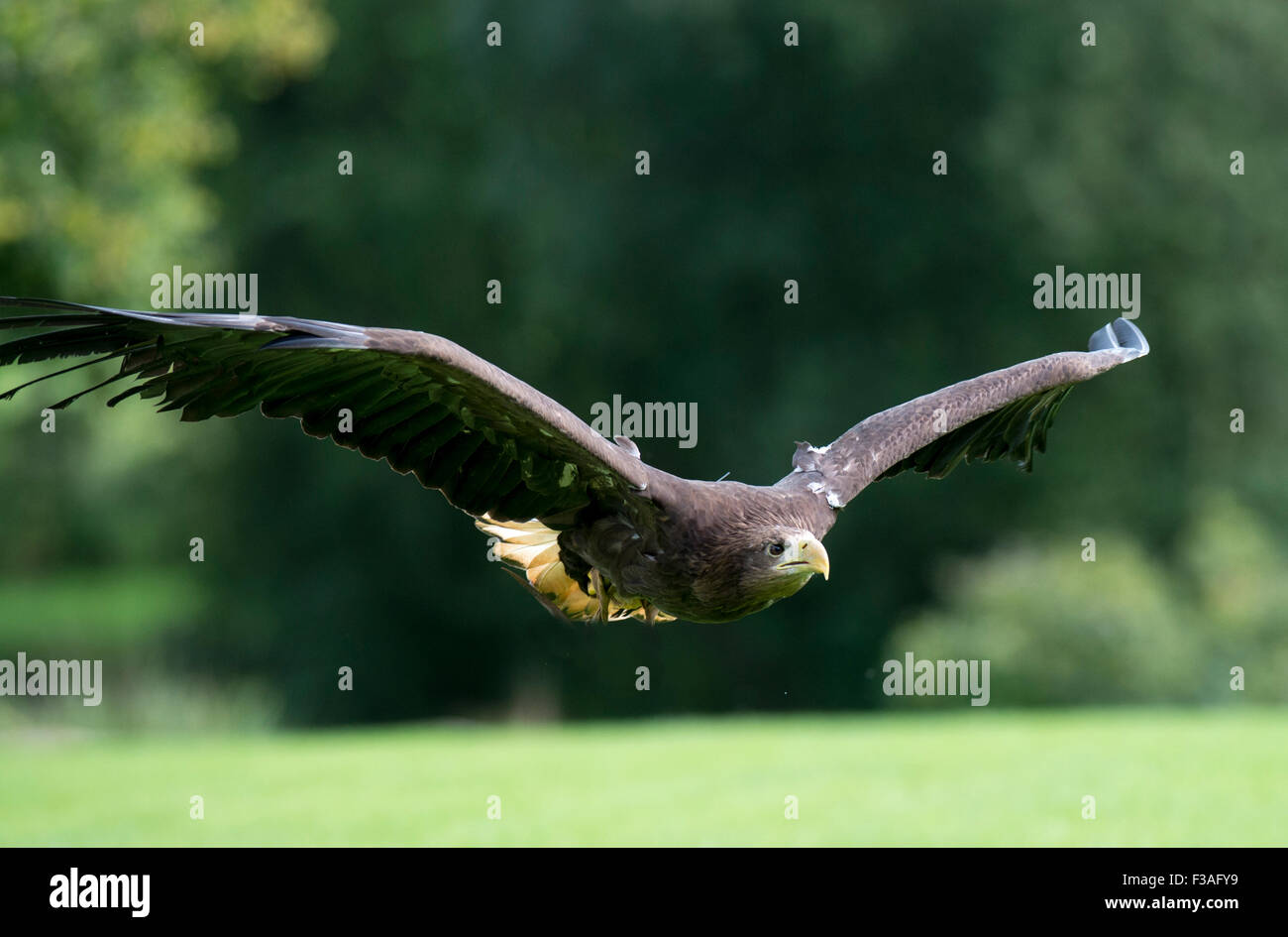Golden Eagle At The International Bird Of Prey Centre At