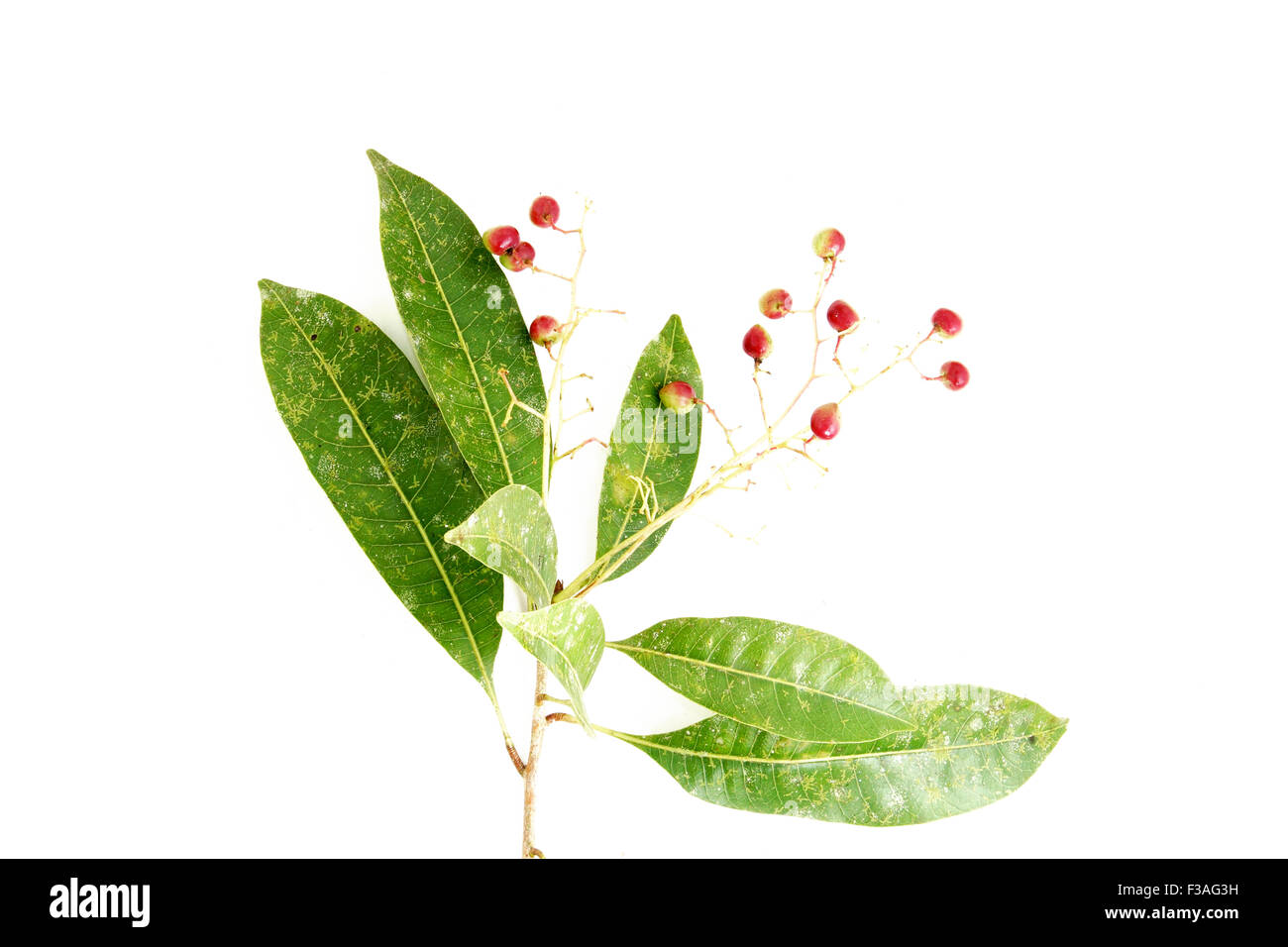 Buchanania sessifolia Anacardiaceae  flora Borneo Malaysia Stock Photo