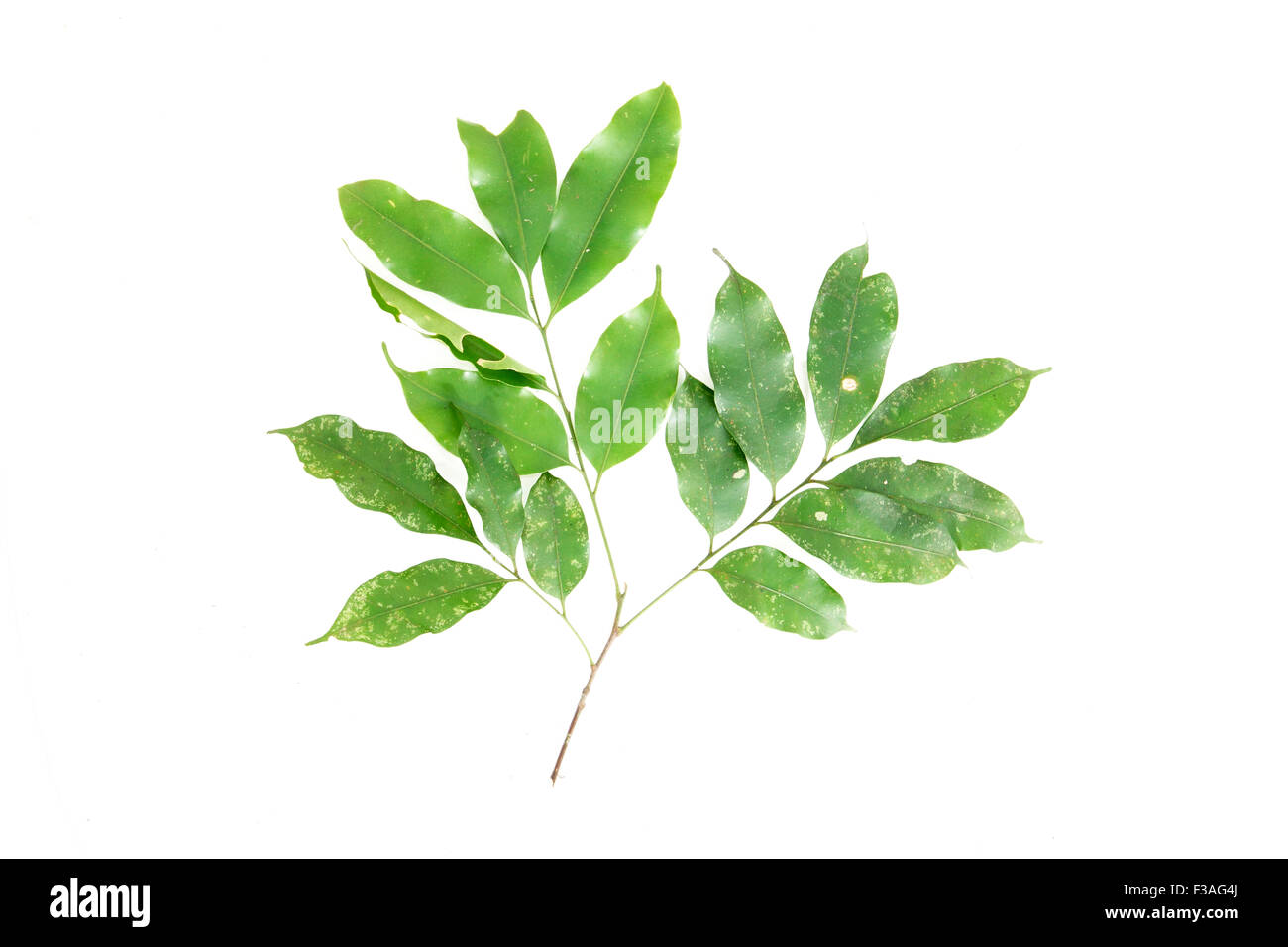 Reinwardtiodendron humile Meliaceae flora Borneo Malaysia Stock Photo