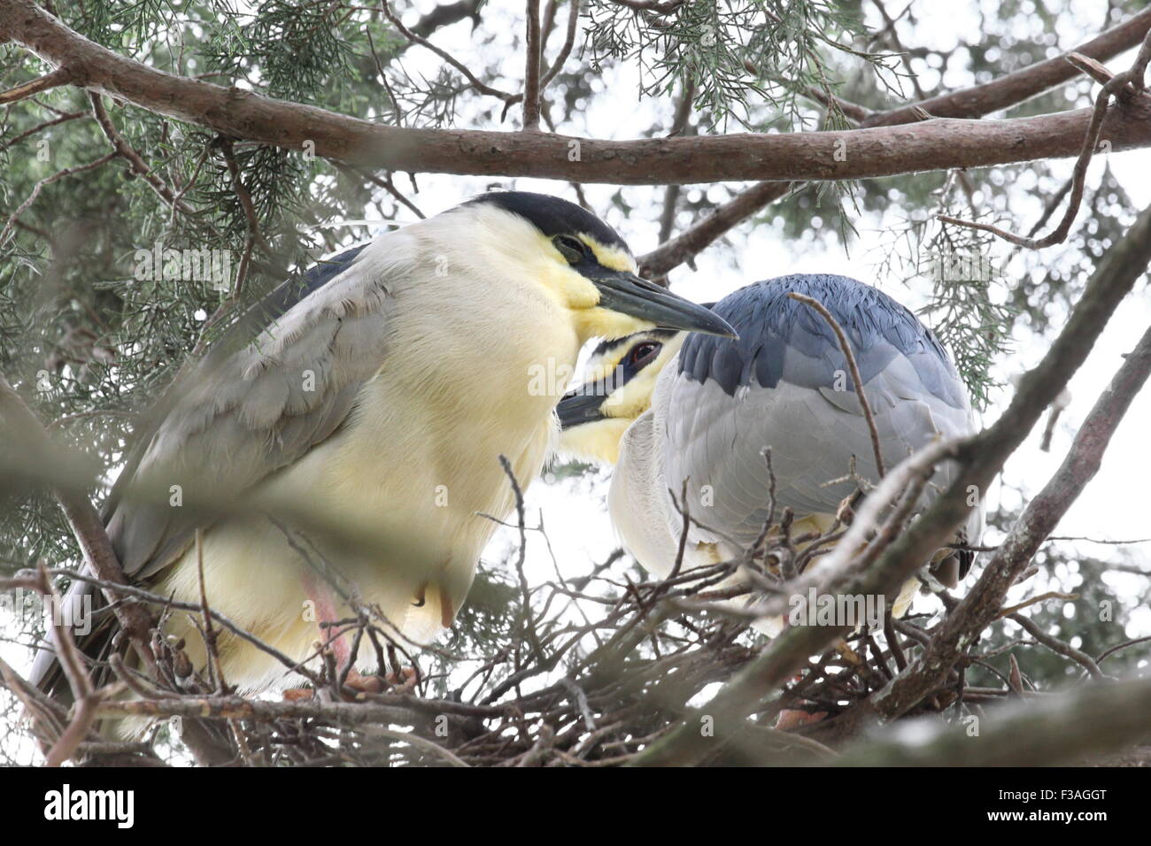 Two herons in their nest. Stock Photo